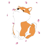 Shiba Inu cherry blossom