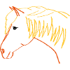 Haflinger portrait Nugget