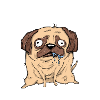 Pug