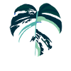 Monstera Variegata