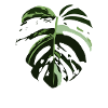 Monstera Variegata
