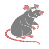 rat