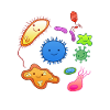 Bacteria Viruses Microbiome Cells Biology