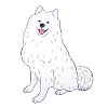 Samoyed