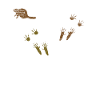 beaver