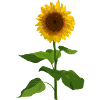 Sonnenblume