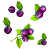 Aquarell-blaue Beeren-botanisches Frucht-Muster