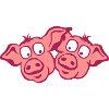 pig