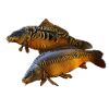 Carp duo