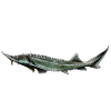 sturgeon