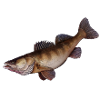 zander