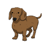 dachshund
