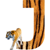 tiger j