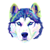 Splash Siberian Husky Dog