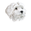 Maltese Dog