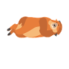 Meh. marmot