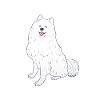 Samojede Hund