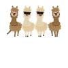 alpaca