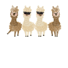 Alpaca Animal