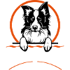 The Border Collie