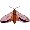 Butterfly moth moth insect moth