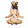 Yoga Shar Pei Dog