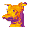 My Tuna Dog