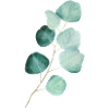 Eucalyptus