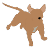 pitbull