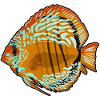 Discus Fish Aquarium Drawing