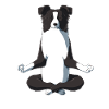 Yoga Border Collie