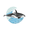 Orca whale sea