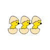 Three hatching chicks