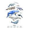 Whale Poster - The most famous whale species
