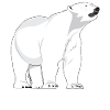 Polar bear polar bear