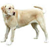 Labrador in light brown