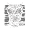 Owl animal