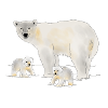 Polar bear with two cubs