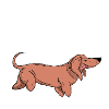 Dachshund