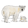 Eisbär mit Jungtier