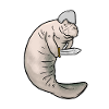 1178 MANATEE NIGHT