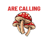 Champignons champignons observateurs