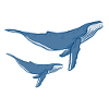 whales
