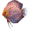 Discus
