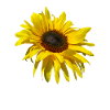 blooming sunflower, sunflowers, flowers, petals