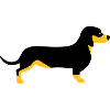 dachshund