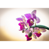 Orchidee im Fokus