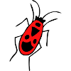 fire beetle