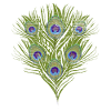 Peacock feather