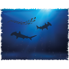 Requin marteau océanique; mer